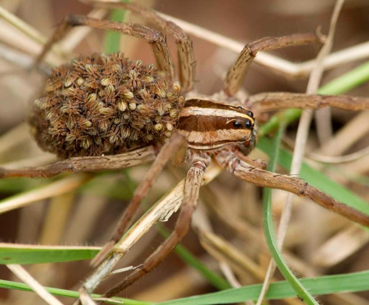 Каролинский паук-волк
