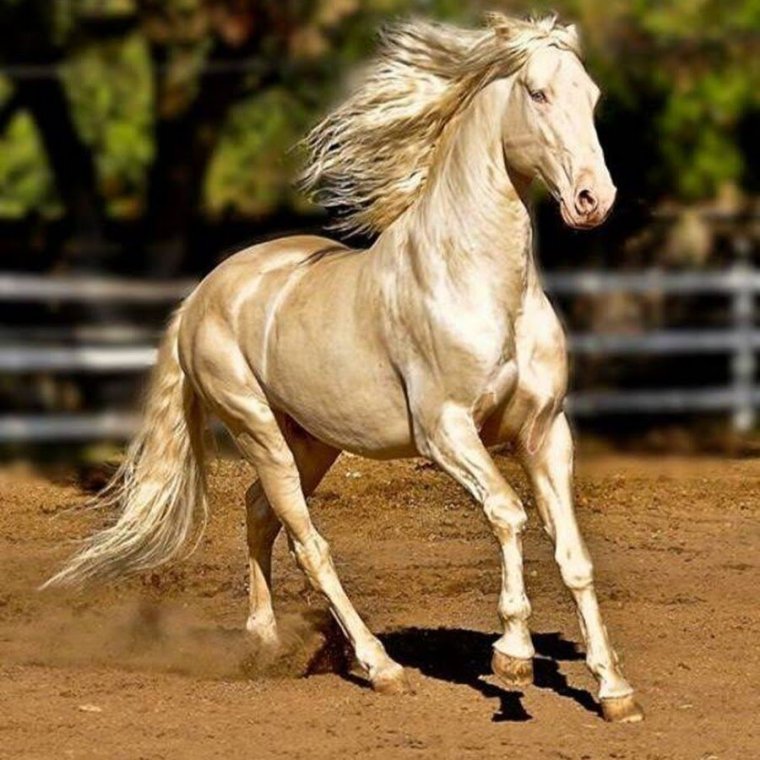 Самая быстрая лошадь на земле