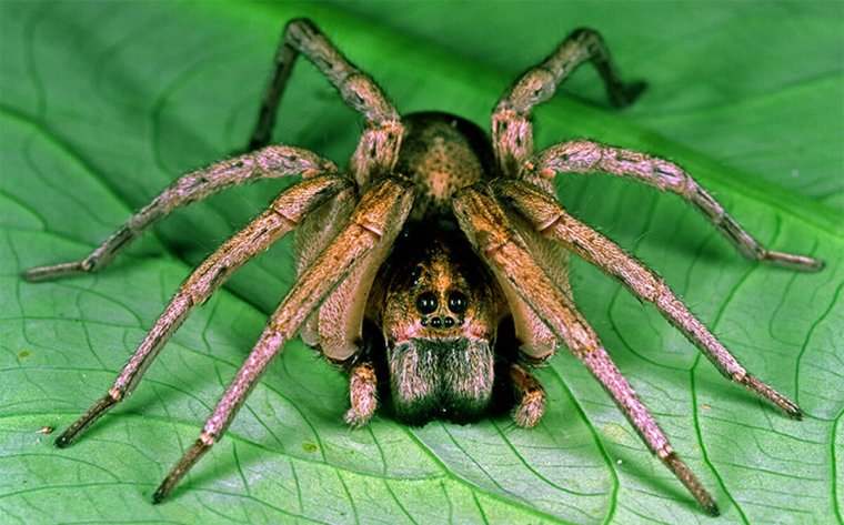 Каролинский паук-волк