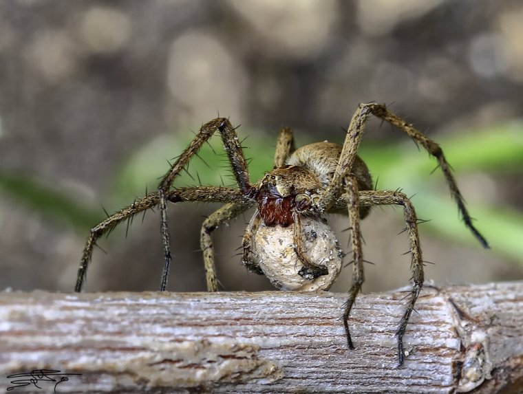 Паук волк крестовик