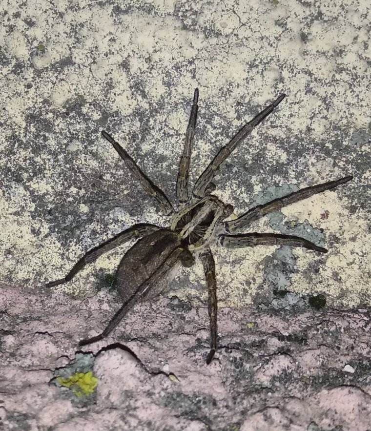 Каролинский паук-волк