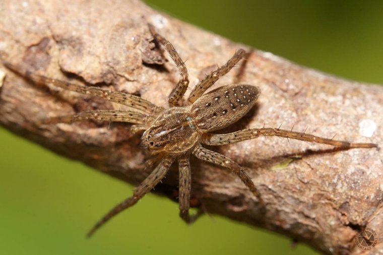 Каролинский паук-волк