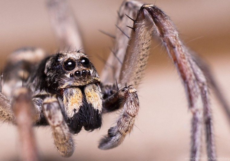 Сибирский паук-волк