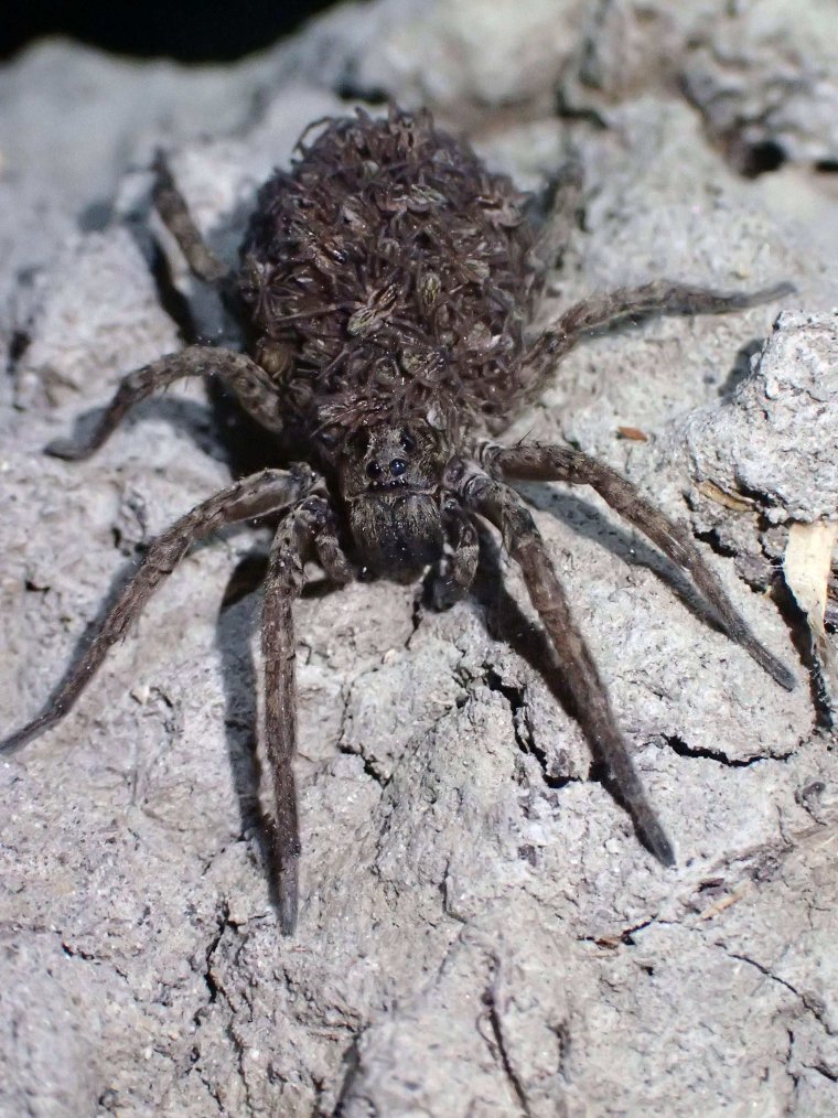 Даурский паук волк