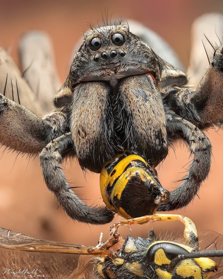 Люблю есть поесть паук волк