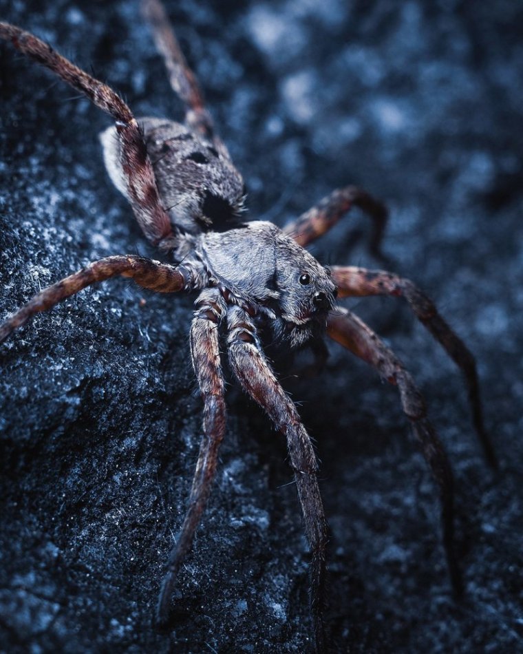Каролинский паук-волк