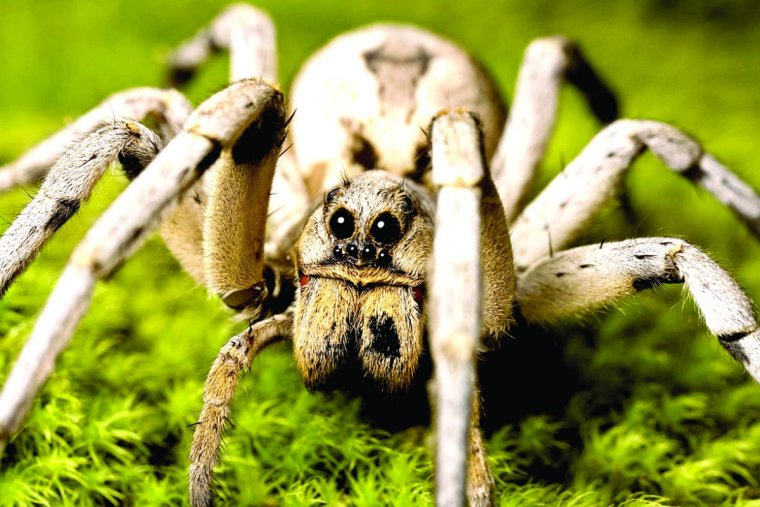 Даурский паук волк