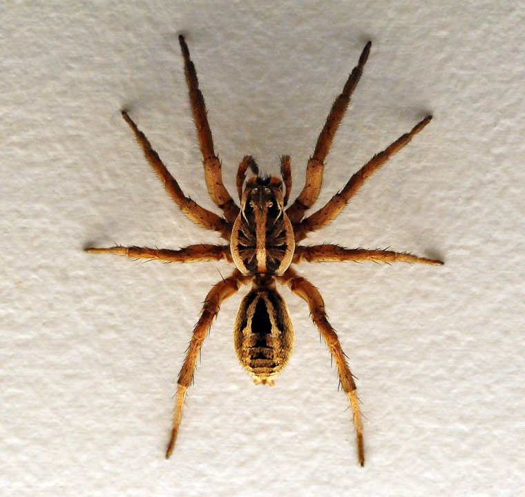 Wolf Spider паук