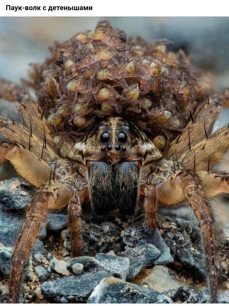 Семья пауков