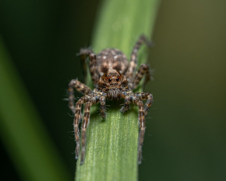 Паук волк СПБ