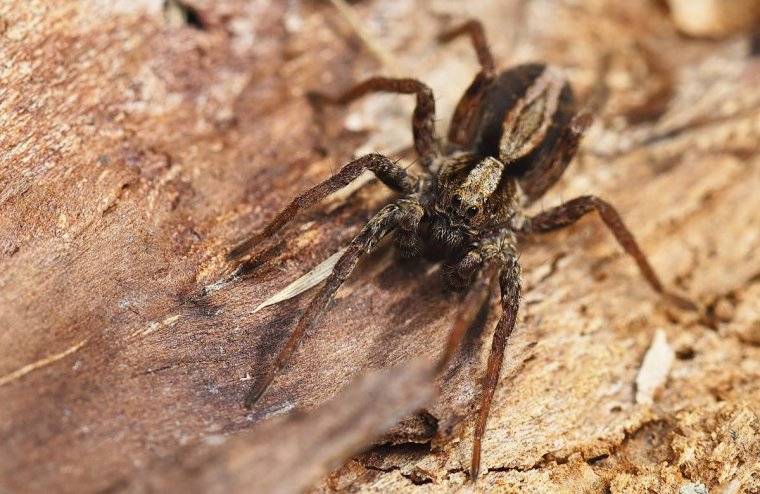 Пауки волки – Lycosidae