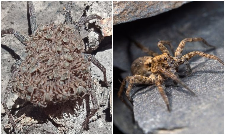 Даурский паук волк