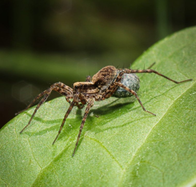 Паук волк крестовик