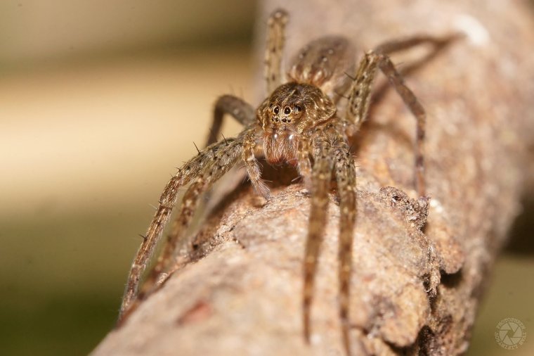 Даурский паук волк
