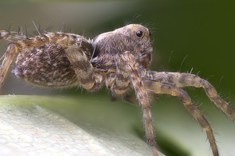 Сочинский паук волк