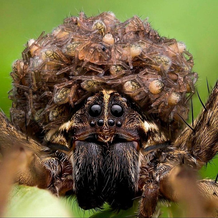 Тарантул паук волк