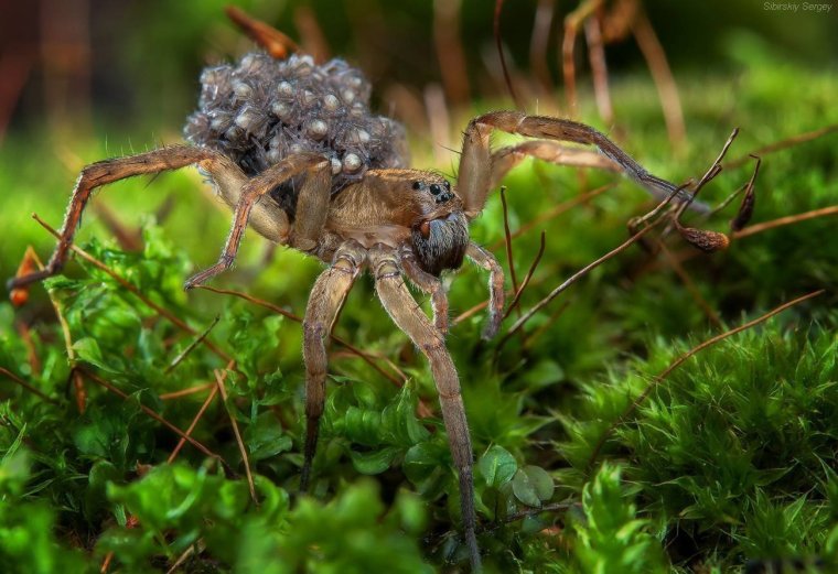 Каролинский паук-волк