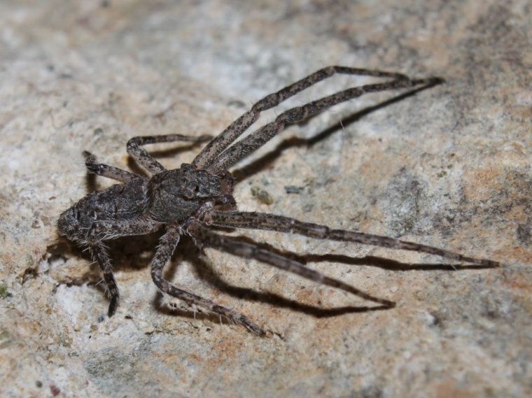 Кипрский Тарантул паук волк