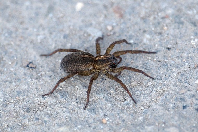 Паук волк крестовик