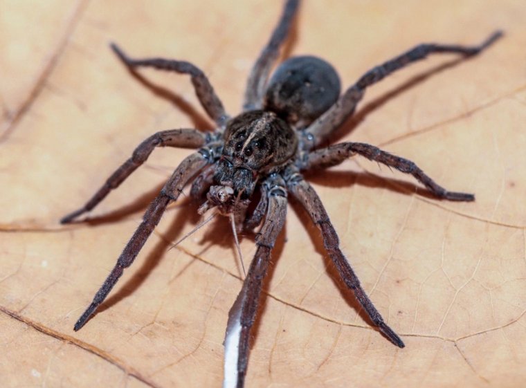 Паук волк Лучистый Тарантул