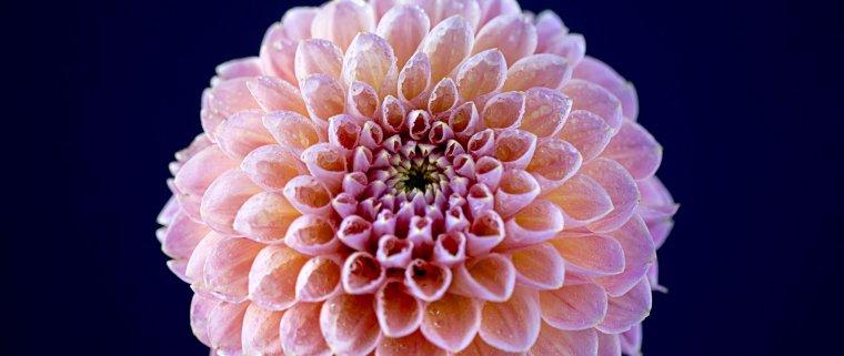 Георгин Макросъемка