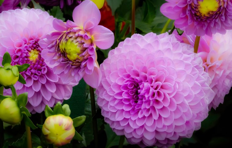 Помпонная сиреневая Хризантема