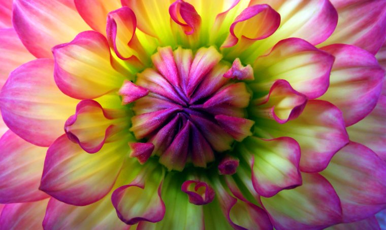 Георгин макрофото