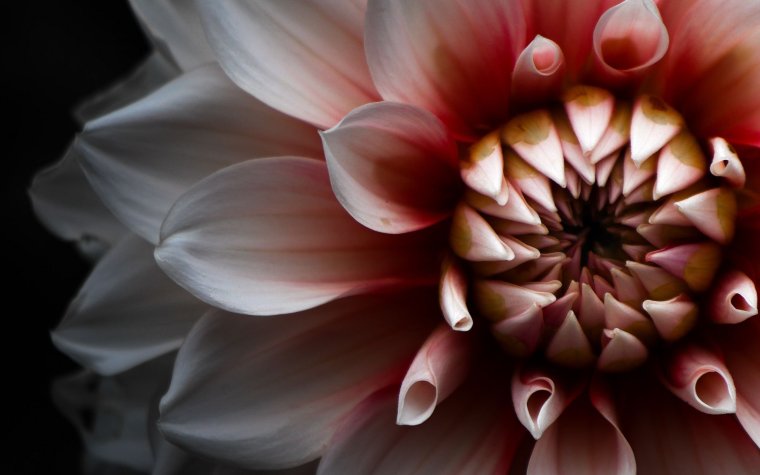 Черный георгин цветок