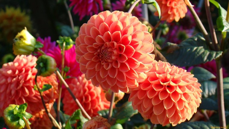 Георгины Браун Шугар