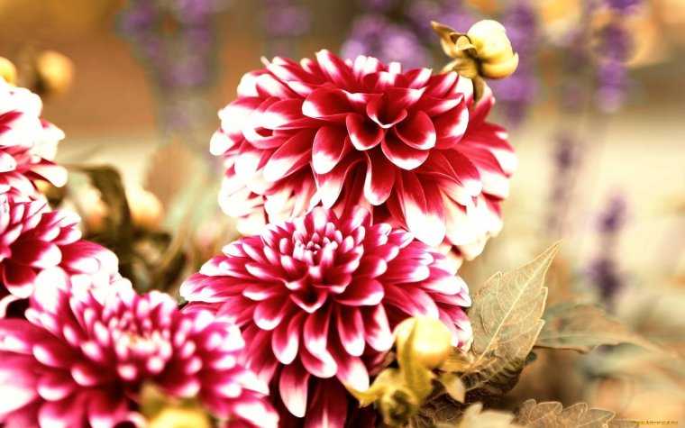 Цветочный фон георгины