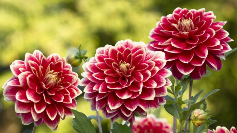 Георгина ред энд Вайт Фубуки