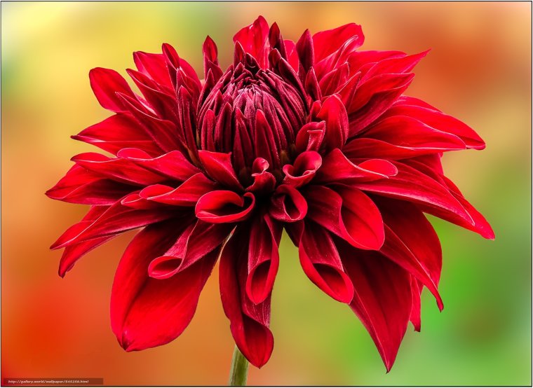 Букет красных георгинов