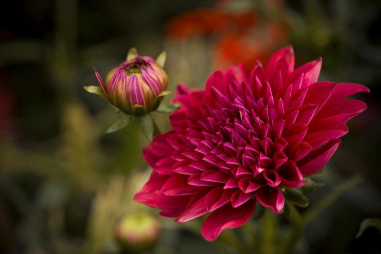 Георгины бутоны