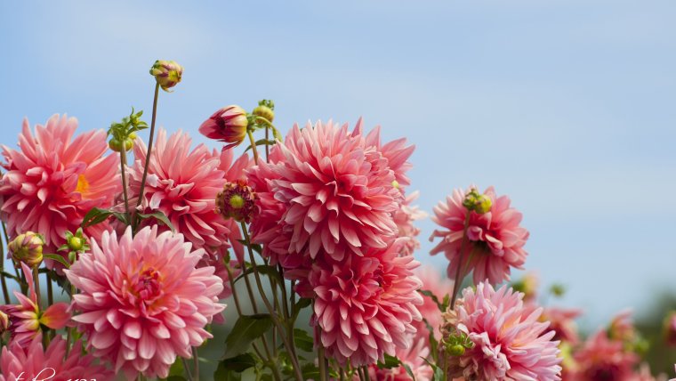 Георгины цветение