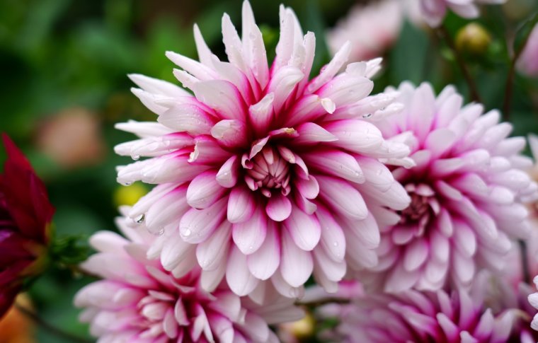 Георгины двухцветные