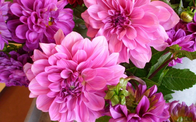 Пионы и георгины