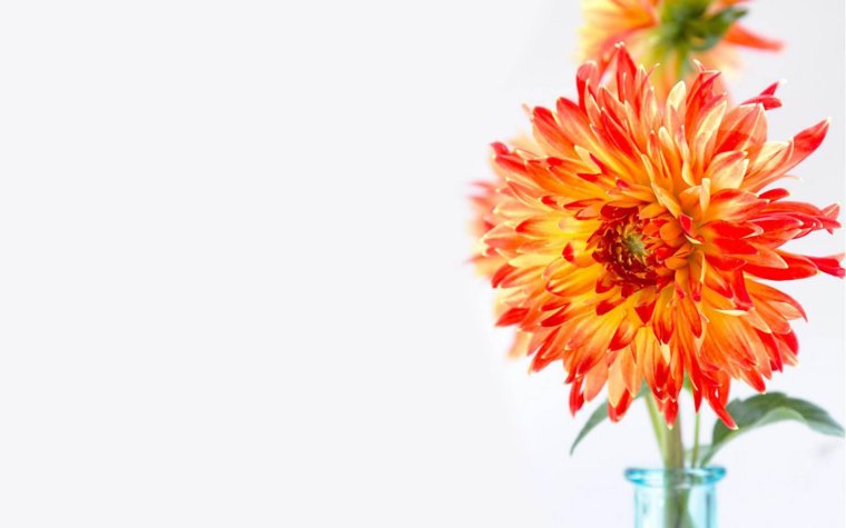 Фон с георгинами