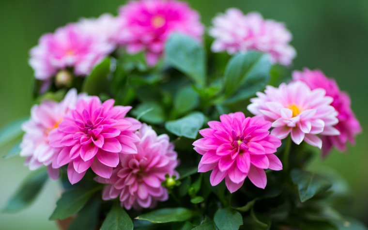 Георгин с боку