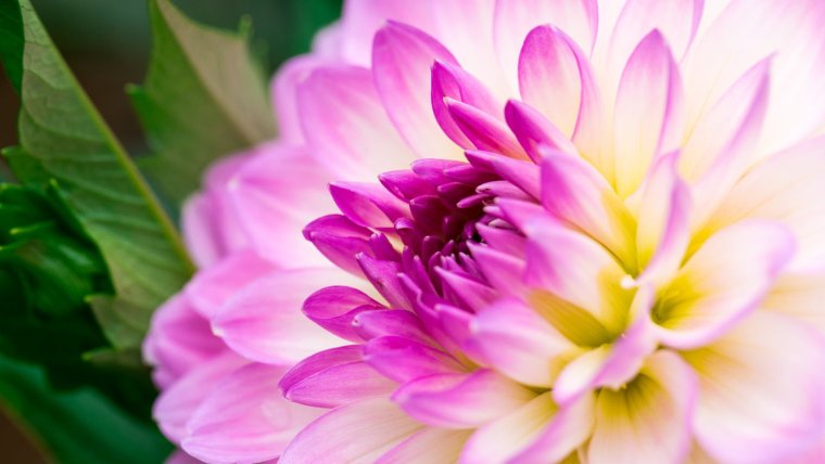 Георгин макро