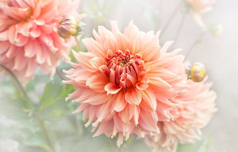 Георгины персиковые