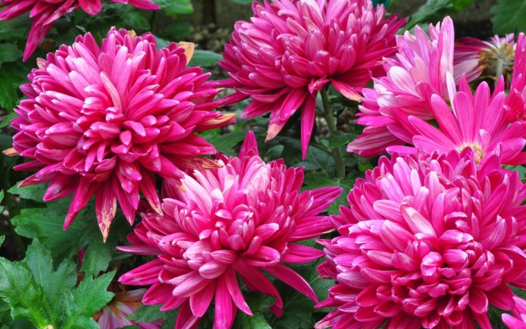 Хризантема Астра георгин пион