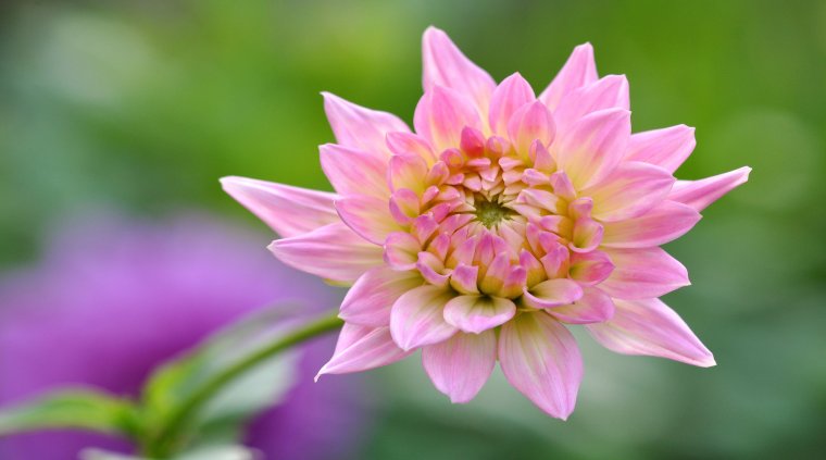 Георгина " Лотос цветной"