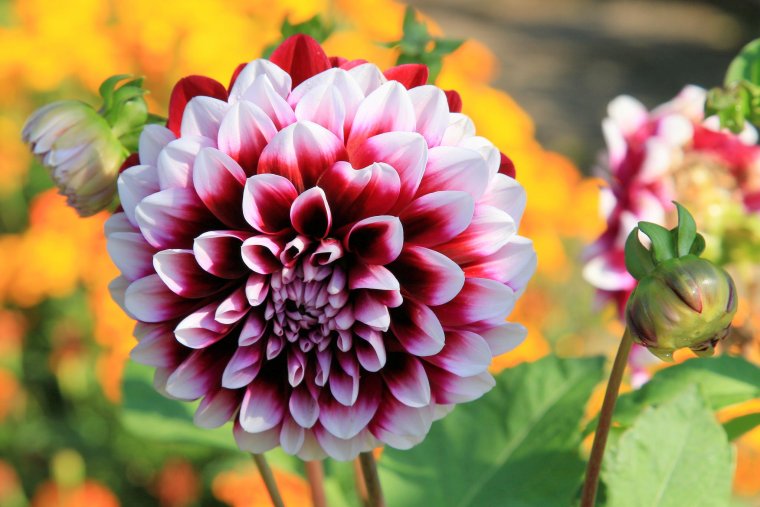 Георгина Бригитта Алида