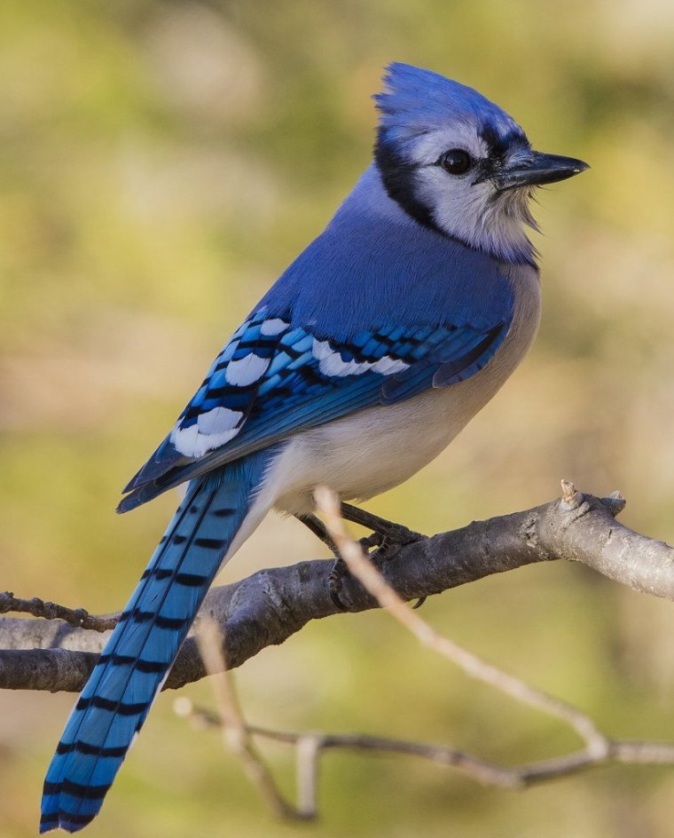 Коричневая птица с синими перьями на крыльях