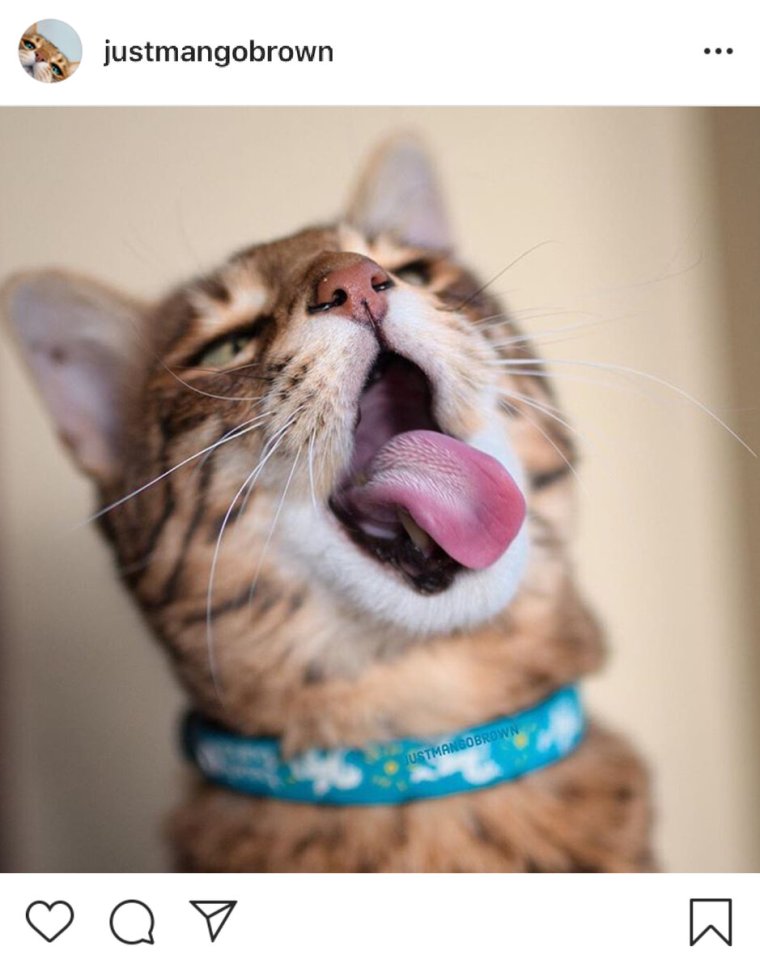 Говорящие коты Инстаграм