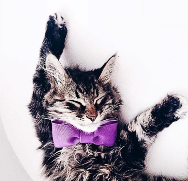 Кот в инстаграмме