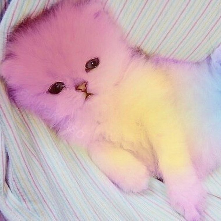 Милый розовый котенок