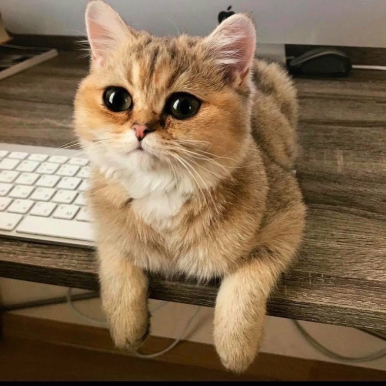 Самые популярные котики