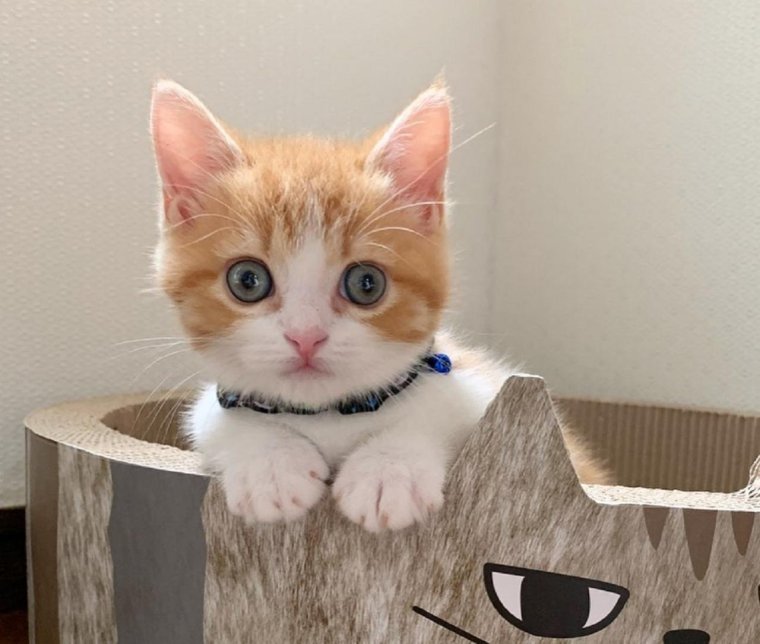 Котята для инстаграмма