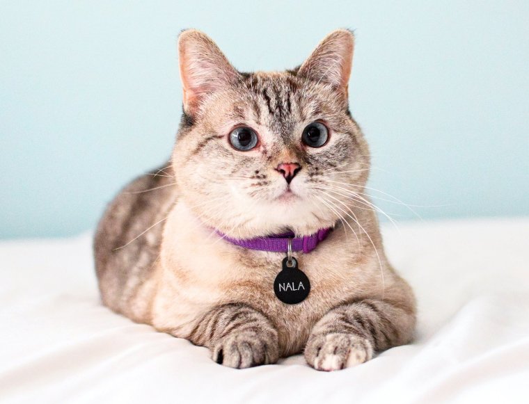 Самые популярные породы кошек